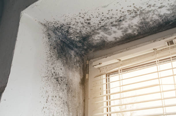 Affordable Black Mold Remediation solutions in Howell, NJ