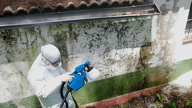 Top rated local Black Mold Remediation specialists in Howell, NJ